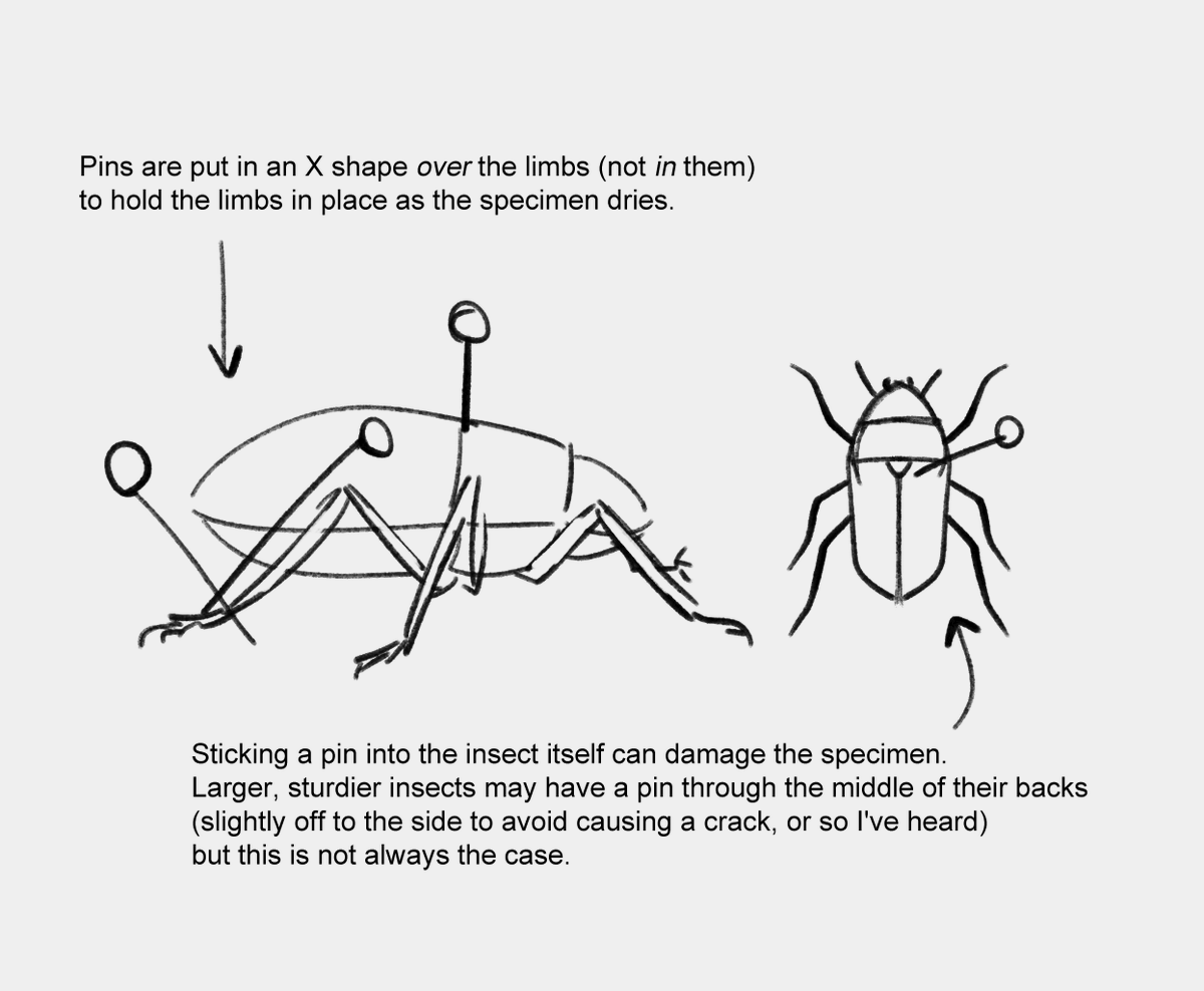 SnakeDraws's tweet image. Quick note for all the people pinning bug Tenna rn
(Not a criticism; take note only if this interests you, otherwise go on your merry crucifixion way)
#tenna
