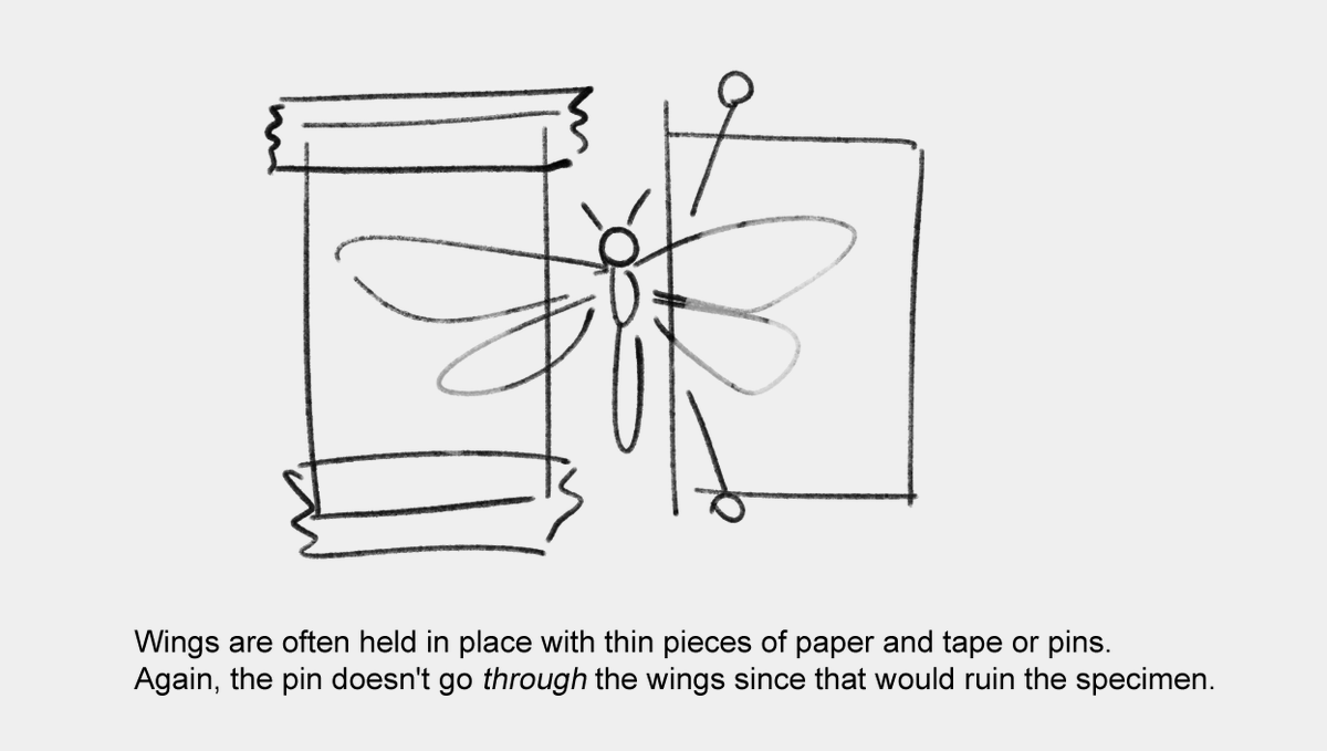 SnakeDraws's tweet image. Quick note for all the people pinning bug Tenna rn
(Not a criticism; take note only if this interests you, otherwise go on your merry crucifixion way)
#tenna
