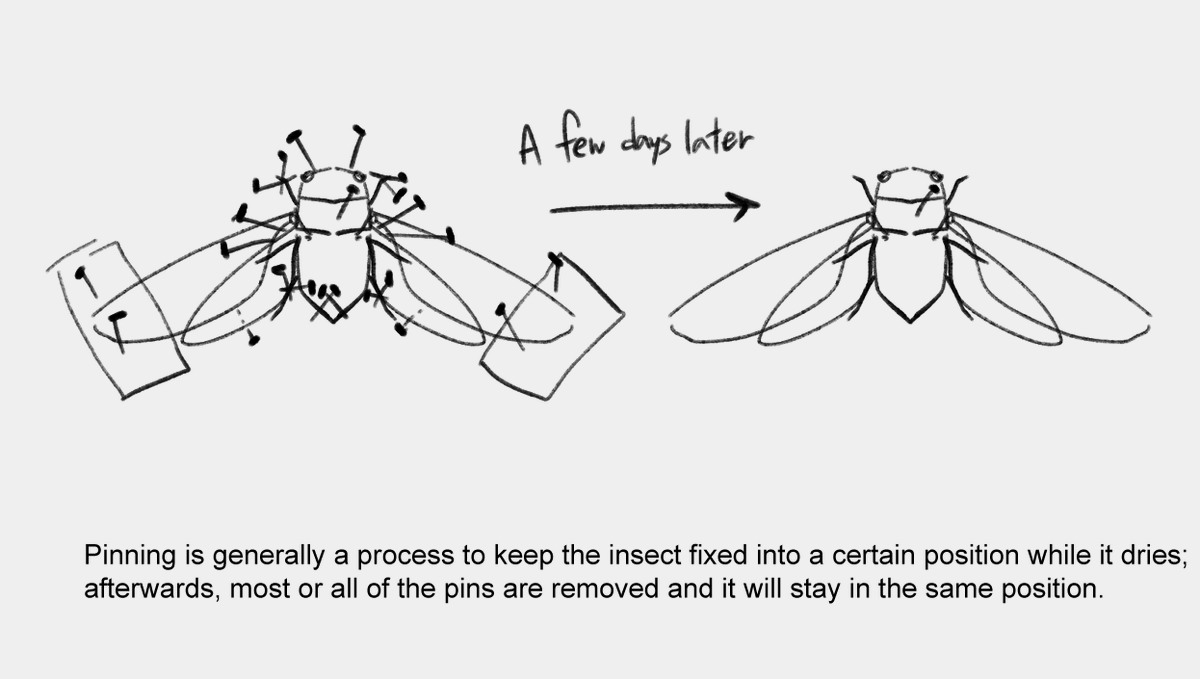 SnakeDraws's tweet image. Quick note for all the people pinning bug Tenna rn
(Not a criticism; take note only if this interests you, otherwise go on your merry crucifixion way)
#tenna