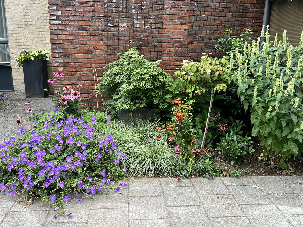 Margretha46's tweet image. Mijn postzegelvoortuintje.
10m2
Vol met hommels, bijen en voor mij onbekende insecten. 
Het meest uitbundige voortuintje in de straat.
#tuinen #insecten #natuur #groei_en_bloei #flora