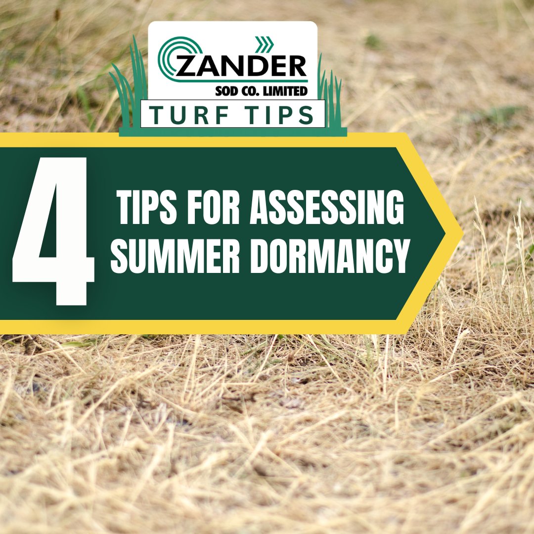Dormancy signs:
🌞 Roots strong when tug
🌞 Uniformly brown not patchy
🌞 Slight response to water
🌞 Cooler weather green up

⬇️ foot traffic &amp; mowing, hand pull weeds, ⬆️mowing height, water a 1/2 inch every other week &amp; be patient.

Visit l8r.it/vqD9 for more info.
