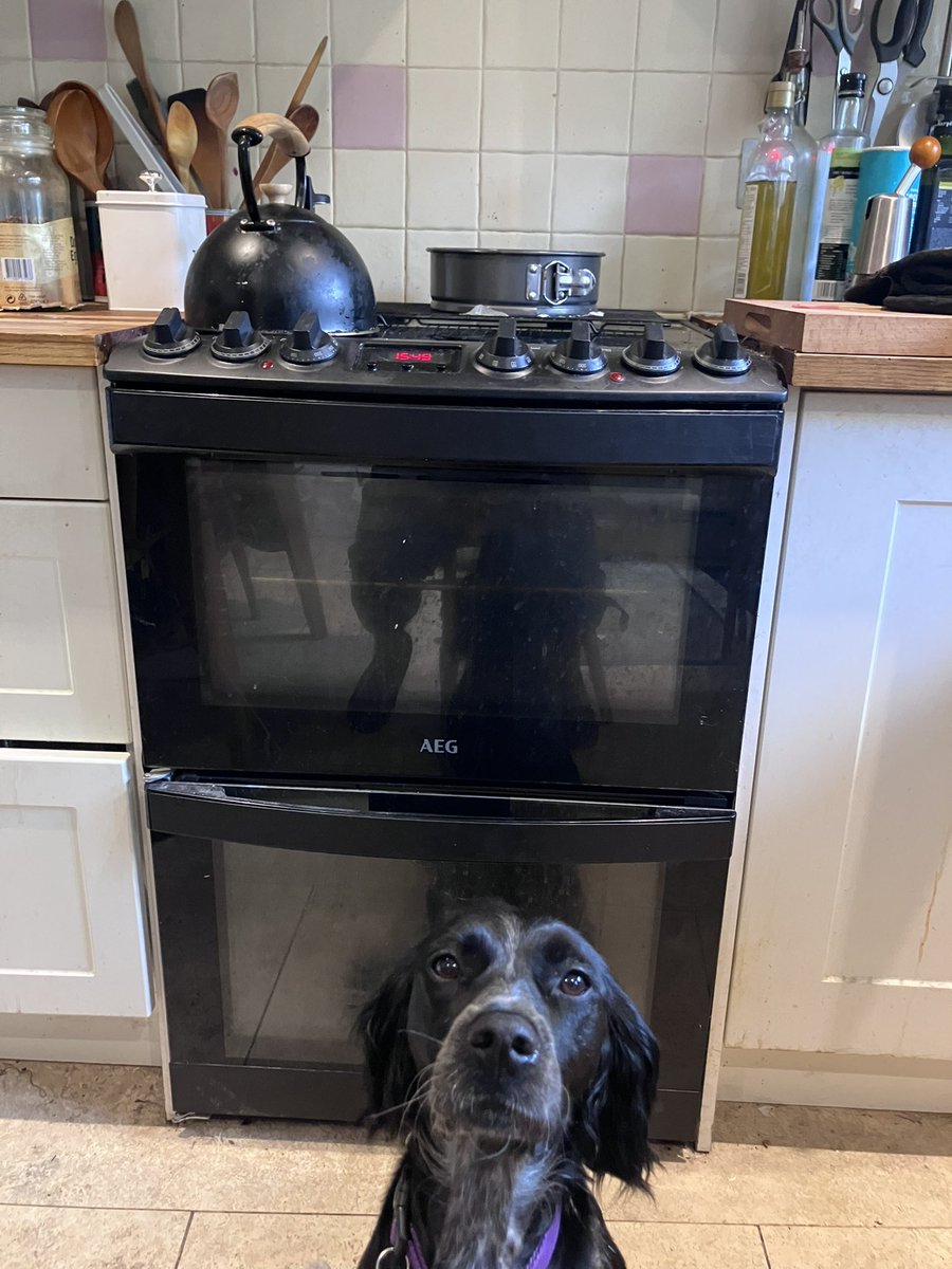 PiperSprocks's tweet image. Yoo haz made anuthur tastee cayke. It is full of BlakBerrees
I luv BlakBerrees.
Is too high for me to reach…
Pfft