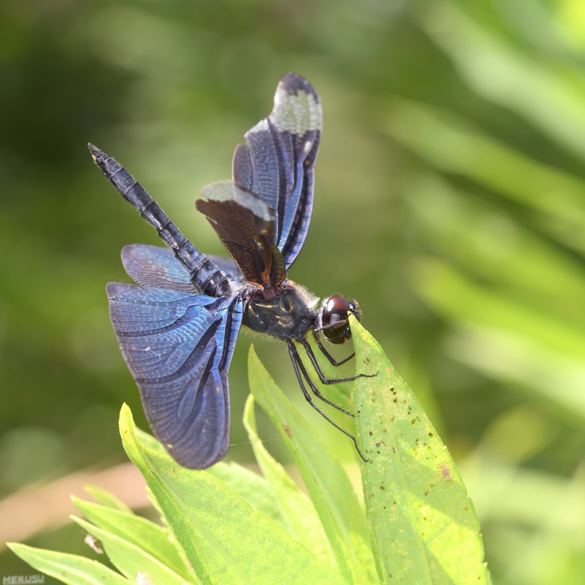 MERUSU's tweet photo. ナイトスクープのロケ先と同じところで撮ったチョウトンボ。(7/31) #photography #bugphoto #bugphotography #Dragonfly #𝑅ℎ𝑦𝑜𝑡ℎ𝑒𝑚𝑖𝑠 #𝑓𝑢𝑙𝑖𝑔𝑖𝑛𝑜𝑠𝑎 https://t.co/SFfqekkUFC
