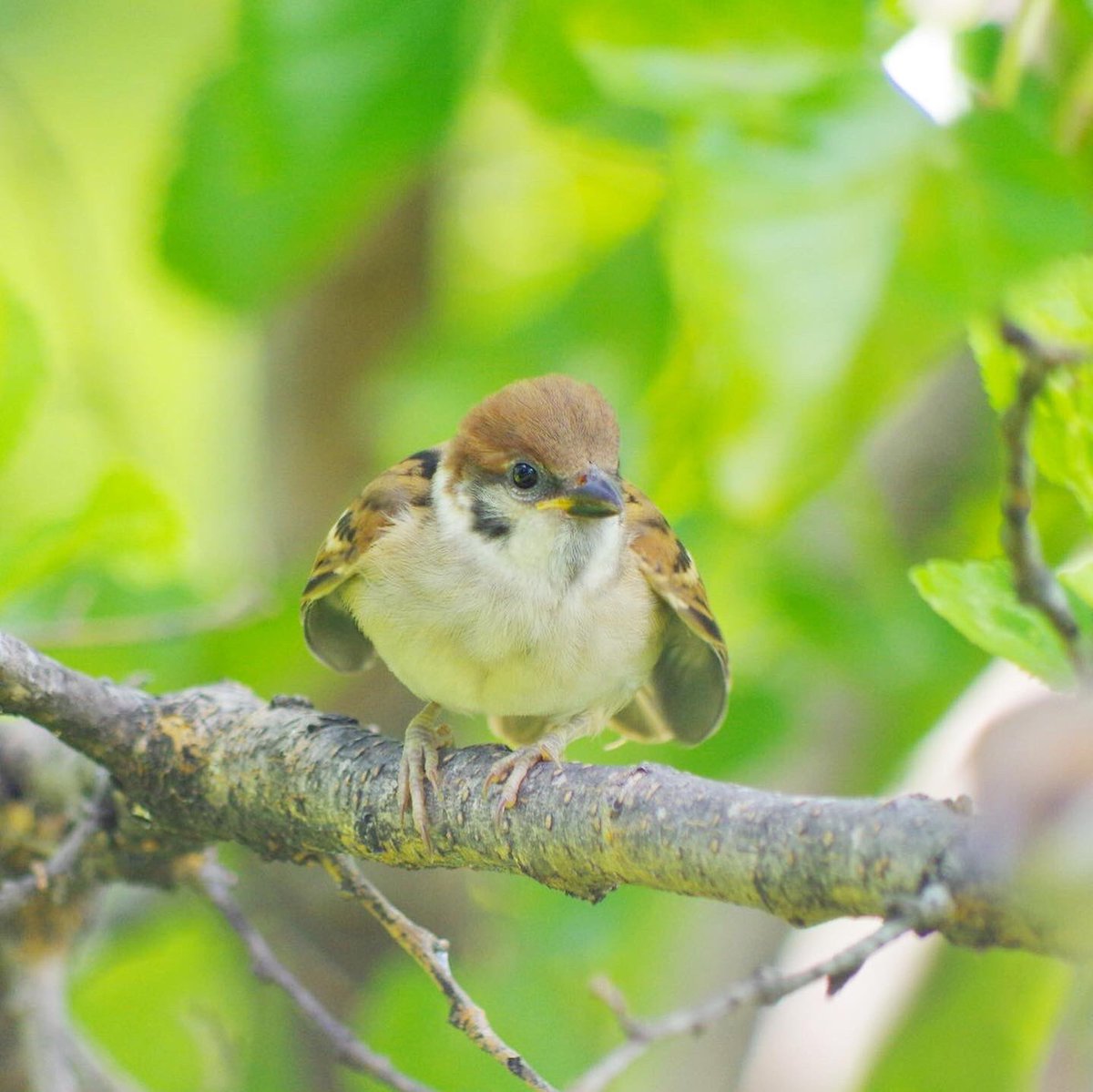 aerial2009's tweet image. 子チュンまた明日ね
おやすみなさい⭐
#雀 #スズメ #すずめ #sparrow #鳥 #小鳥 #野鳥 #ちゅん活 #スズメ写真集 #bird