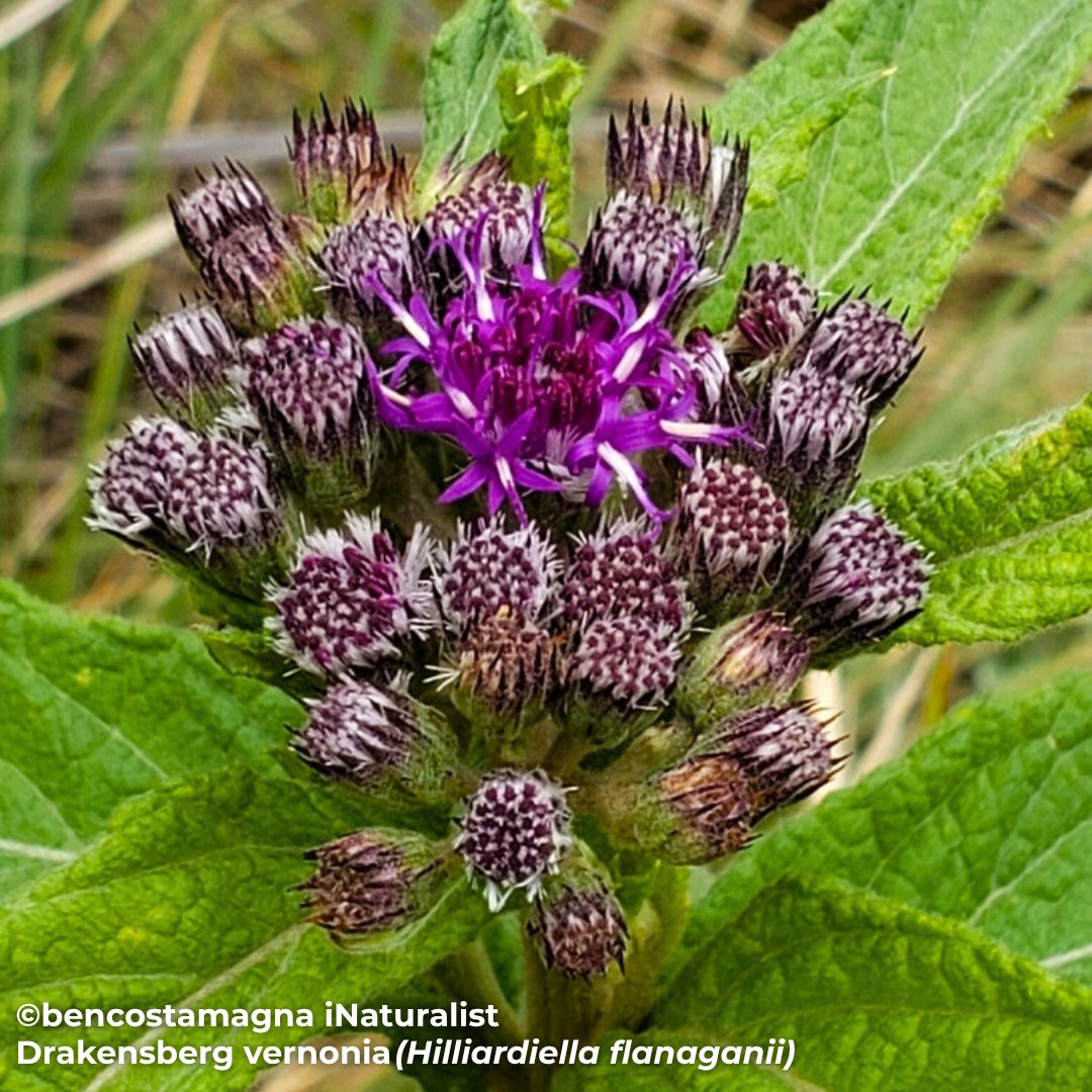 BotSocSA (@botsocsa) on Twitter photo #FloralFriday: The Drakensberg vernonia (๐๐ช๐ญ๐ญ๐ช๐ข๐ณ๐ฅ๐ช๐ฆ๐ญ๐ญ๐ข ๐ง๐ญ๐ข๐ฏ๐ข๐จ๐ข๐ฏ๐ช๐ช) brightens SAโs high slopes from OctโJan. Its purple blooms attract butterflies & bees, and its seeds ride the wind to spread.
Source: SANBI
Images: <a href="/inaturalist/">iNaturalist</a> #FloralFriday: The Drakensberg vernonia (๐๐ช๐ญ๐ญ๐ช๐ข๐ณ๐ฅ๐ช๐ฆ๐ญ๐ญ๐ข ๐ง๐ญ๐ข๐ฏ๐ข๐จ๐ข๐ฏ๐ช๐ช) brightens SAโs high slopes from OctโJan. Its purple blooms attract butterflies & bees, and its seeds ride the wind to spread.
Source: SANBI
Images: <a href="/inaturalist/">iNaturalist</a>