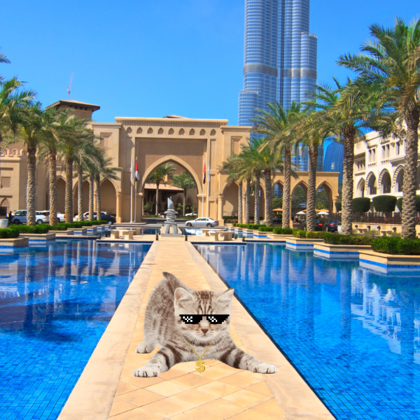 Luckyvvv0's tweet image. make your own cars: catcar.framer.website