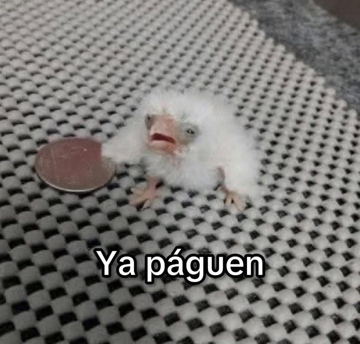 mari_chuiy's tweet image. yo días después que me pagaron (mi espíritu animal)