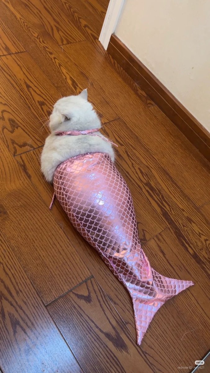 nocontextscats's tweet photo. Meowmaid 🧜‍♀️ https://t.co/6bvE4zC1LP