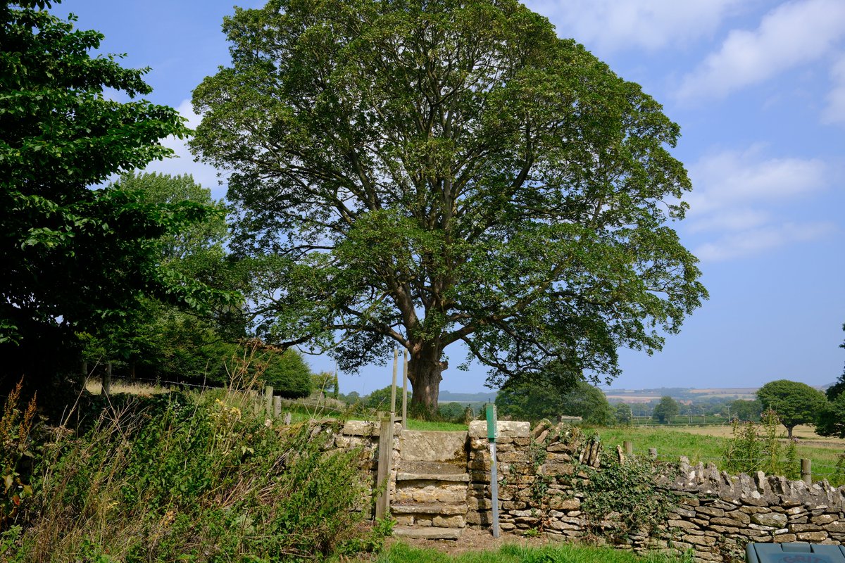 WaltonBob's tweet image. The Vale of Pickering has a history of quarrying limestone & calcareous sandstone, which are seen used in farm field walls & in buildings - like here at Hutton Buscel, a North York Moors National Park conservation village, at the vale's eastern end outside Scarborough.