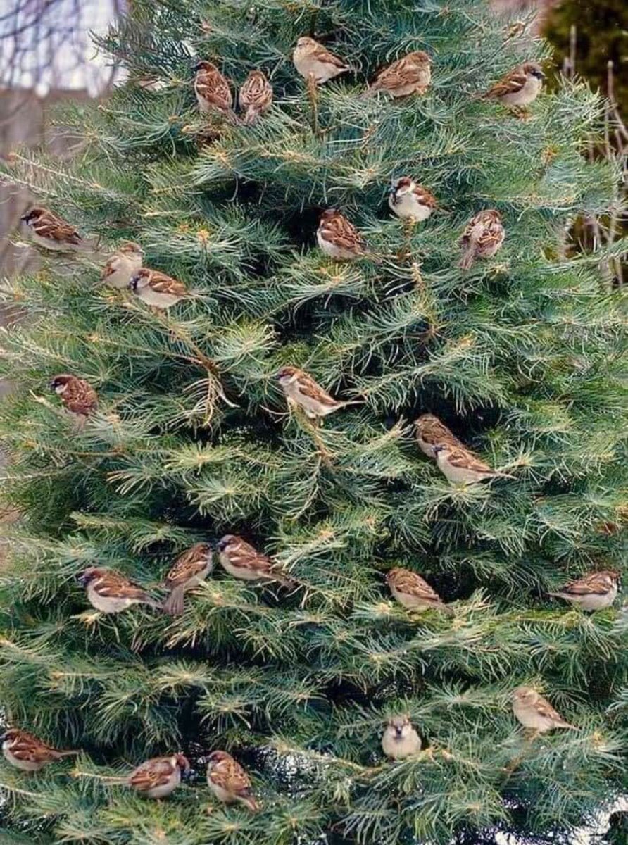 Türküler bitti
Halaylar durdu
Horonlar durdu
Al damar, mor damar, şah damar sustu
Bahçeler put kesildi birer birer
Meyveler salkım saçak taş.
Bir bulut uçardı
Başı boş bedava
Yandı kül oldu.
Hüzün geldi baş köşeye kuruldu
Yoruldu yüreğim yoruldu.

Bedri Rahmi Eyüpoğlu