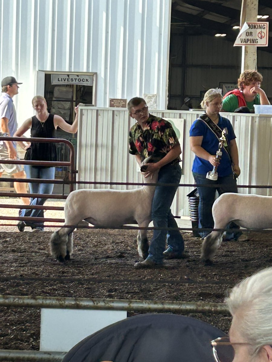 Jared was busy this week in the show ring with his market lambs. Well done!