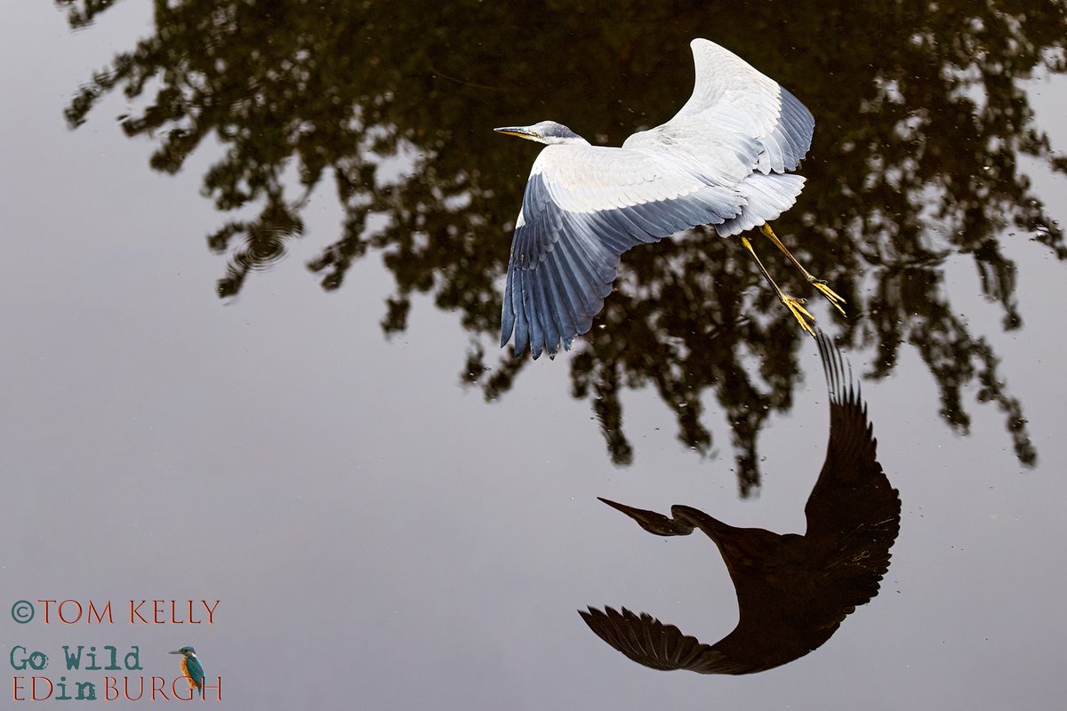 gowildedinburgh's tweet image. There were plenty herons on the Water of Leith this morning! This one flew passed me at Warriston.
#heron #Edinburgh #wildlife #wildlifephotography #TwitterNatureCommunity #TwitterNaturePhotography #wildlifeinthecity #urbanwildlife