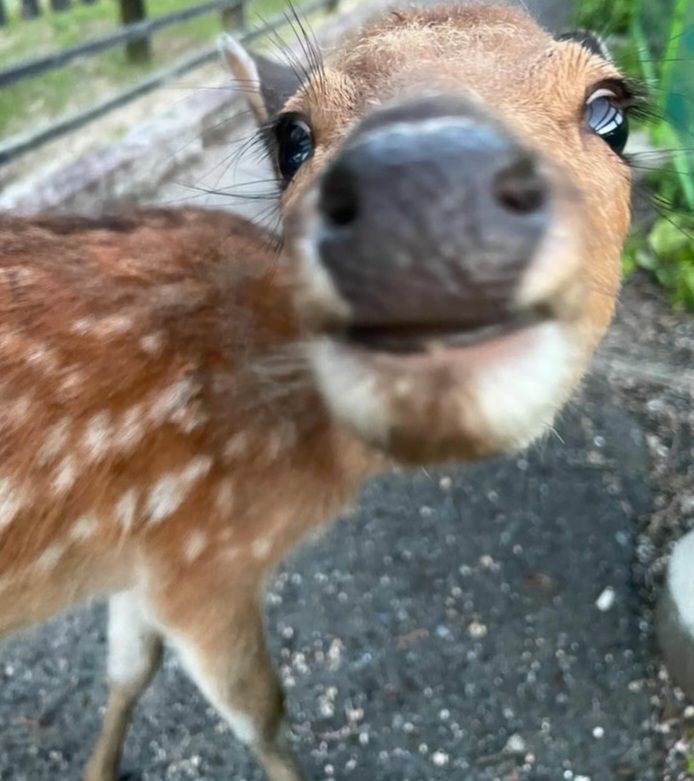 melmi_melmi's tweet photo. @godflict True, there’s also a brown jacket with the white spots that some deer have https://t.co/rMWOKIc3sv