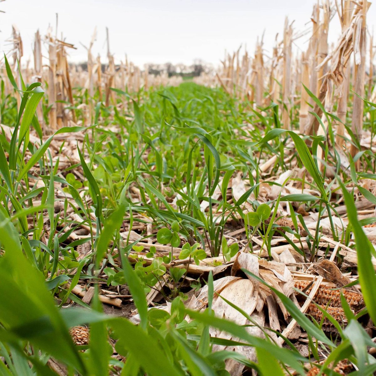 USDA_NIFA's tweet image. Through NIFA funding, the Southern Cover Crops Council initiated a @MRFImpacts project to facilitate research, outreach & education to empower southern farmers to expand their use of cover crops to increase farm profitability and environmental stewardship: nifa.usda.gov/about-nifa/imp…