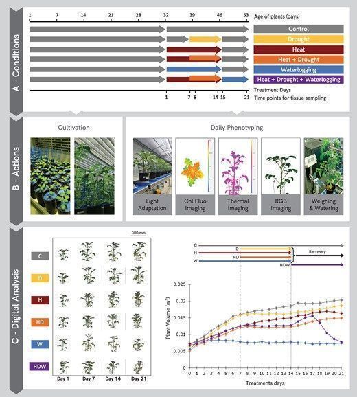 sci_plant's tweet image. Integration of multi-omics data and deep phenotyping provides insights into responses to single and combined abiotic stress in potato
academic.oup.com/plphys/article…
♻️