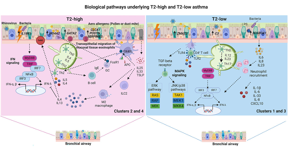 ATS Red Journal (@ajrcmb) on Twitter photo Unraveling the Molecular Complexity of Asthma: Insights from a Multicohort Transcriptome Study
<a href="/atscommunity/">American Thoracic Society (ATS)</a>
🔓 Open Access
🔗 tinyurl.run/Gvmqnq Unraveling the Molecular Complexity of Asthma: Insights from a Multicohort Transcriptome Study
<a href="/atscommunity/">American Thoracic Society (ATS)</a>
🔓 Open Access
🔗 tinyurl.run/Gvmqnq