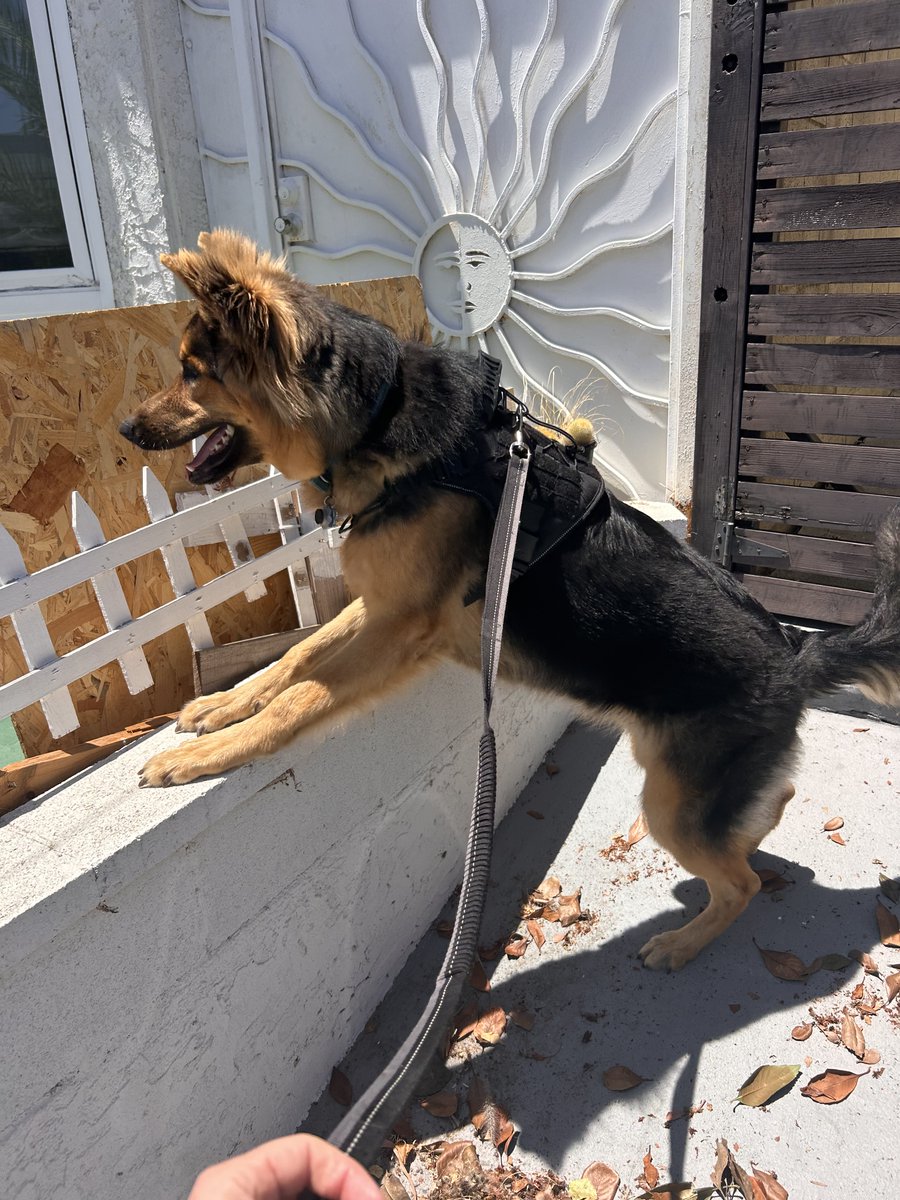 joey_tuccio's tweet image. My favorite part of rescue is seeing rescued dogs growing and thriving in their new home. This is a baby that we rescued months ago that was dumped on the side of the street in a cage. The adopter sent me this picture yesterday and I've just been crying all day.