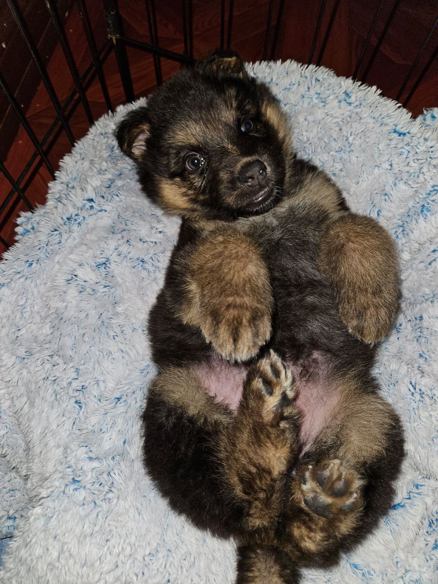 joey_tuccio's tweet image. My favorite part of rescue is seeing rescued dogs growing and thriving in their new home. This is a baby that we rescued months ago that was dumped on the side of the street in a cage. The adopter sent me this picture yesterday and I've just been crying all day.