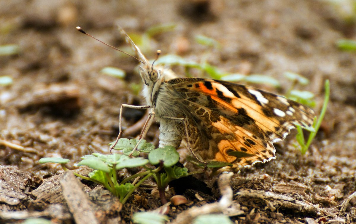 Dziś relacja z łąki - choć nieładnie podglądać😉
Rusałka osetnik składająca jajeczka🦋