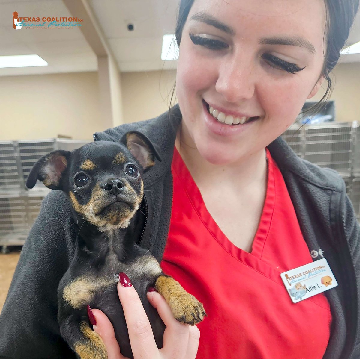 TCforAP's tweet image. Visit us at TCAP, where you can fully vaccinate, microchip, &amp;amp; receive a pet gift for your puppy for only $85 with our Puppy Vaccine Wellness Package!🐶

#PetLoversFirst #TCAPRocks #TexasForThem #NeuterIsCuter #TCAPSpayNeuter #DFWSpayNeuter #LowCostPetCareDFW #DallasPetWellness