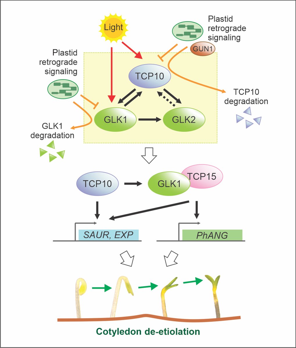 NewPhyt's tweet image. TCP10-GLK1 module integrates light and plastid retrograde signaling during Arabidopsis de-etiolation
Alem et al. @IAL_CONICET @Antonela_Alem @iviolarocch @ivana_viola_rocchiccioli
📖 nph.onlinelibrary.wiley.com/share/XMRPVDAI…
