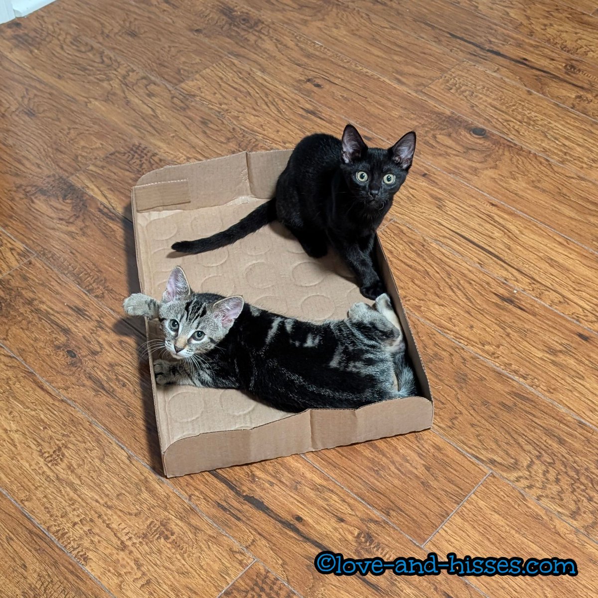 RobynAnderson's tweet image. I never know where I'm going to find this box - Sebastian and Margarita push it all over the downstairs. This time, they had pushed it into the kitchen and settled down for a nap, guilty faces and all.