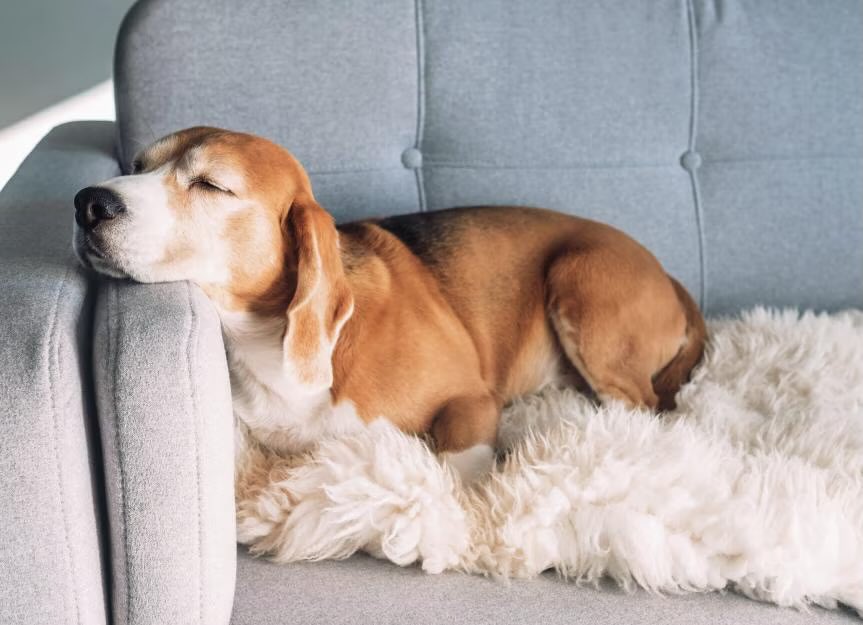 Dogs - Allowed on the couch or not?