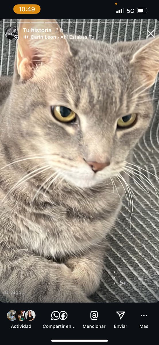 Se fue Riri, el gato plateado de mi amiga Ziza. Y estamos rotos de pena. En el #13 de Hello Cats voy a saldar una deuda que tengo con los lectores de la revista: hablar del duelo por la muerte de un animal. 

Te amamos Río. 
Fuiste, sos y serás siempre lo más.