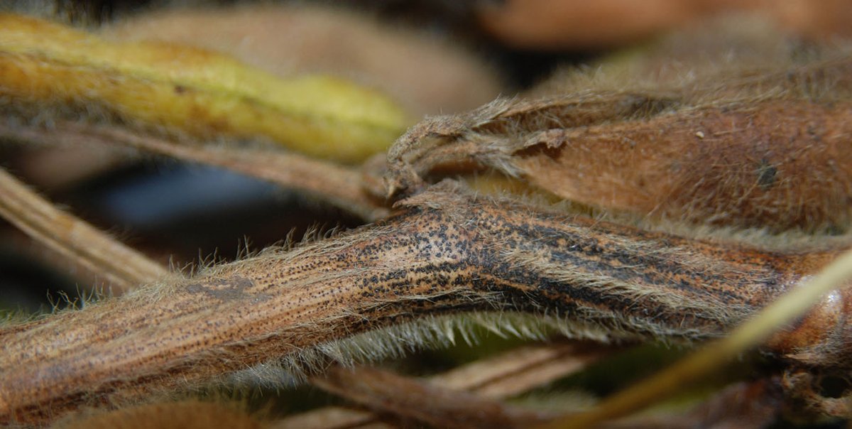 SoybeanResearchInfoNetwork (@soyresearchinfo) on Twitter photo A <a href="/MNSoybean/">MN Soybean Research & Promotion Council</a> project explores ways to reduce soybean stem diseases through management practices and soybean breeding for disease resistance. Researchers are searching for other disease host plants, which could help in crop rotation decision-making. #USSoy bit.ly/3Sq1xQQ A <a href="/MNSoybean/">MN Soybean Research & Promotion Council</a> project explores ways to reduce soybean stem diseases through management practices and soybean breeding for disease resistance. Researchers are searching for other disease host plants, which could help in crop rotation decision-making. #USSoy bit.ly/3Sq1xQQ
