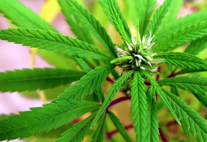 infosalut's tweet image. 🚭El consum de cànnabis entre adolescents es redueix un 40% en les dues darreres dècades infosalut.com/salut-publica/…
@sanidadgob @SalutGOIB
#promociódelasalut
