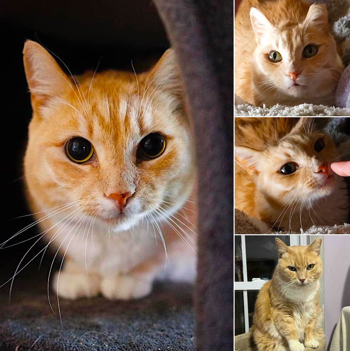 catsnkittys's tweet image. Handsome Ginger Cat Waits Nearly 500 Days to be Adopted
When Cary Grant, a handsome ginger tabby, arrived at the shelter, he was a bewildered soul mourning the loss of his lifelong owner who passed away at 90 yrs old...
Check out his story here 👉 buff.ly/7f0qX1l