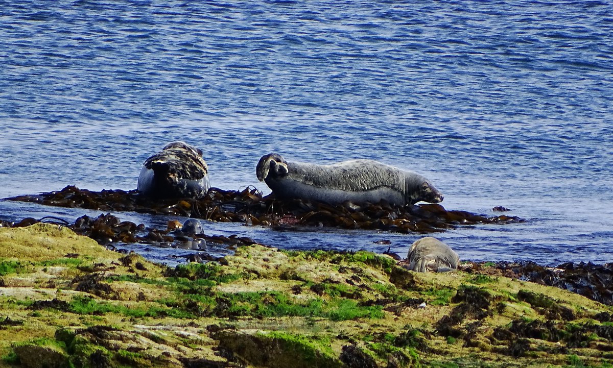 jac61941964's tweet image. St Mary&apos;s Island, Whitley Bay.
#Lighthouse 
#WhitleyBay 
#Seals