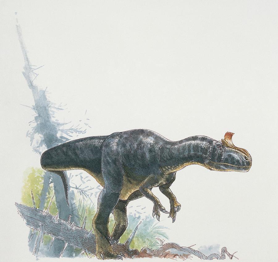 dinonostalgia's tweet image. Cryolophosaurus, the cold crested lizard, is a theropod dinosaur known from the early Jurassic of Antarctica.
It lived 186 million years ago and could grow to 8 meters in length.