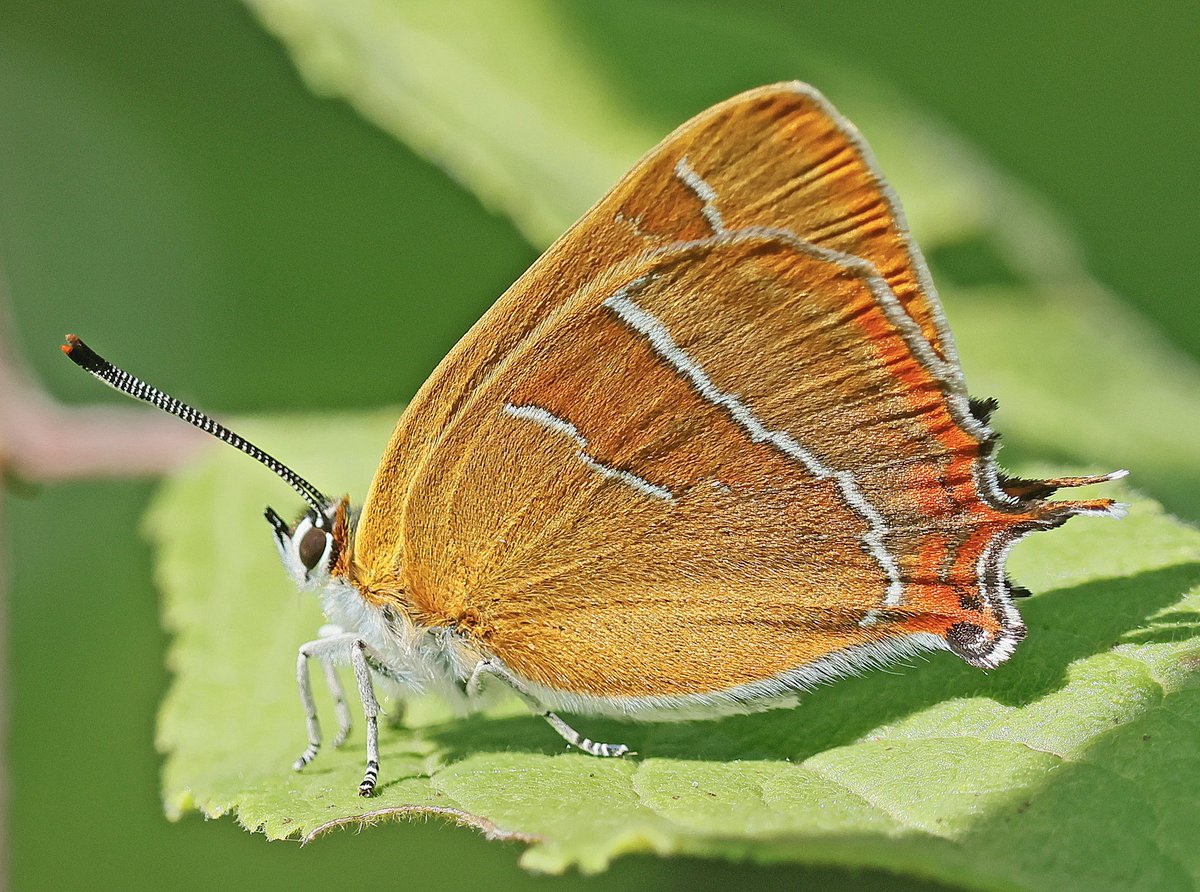 nikols_steve's tweet image. Mega-fresh female Brown Hairstreak, Ryton Wood Meadows, this morning. @BCWarwickshire @savebutterflies