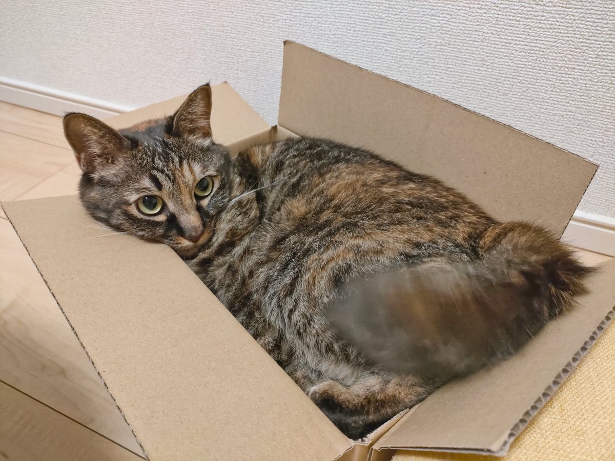 3mo1mo's tweet image. おすわりぬいたちのダンボール、猫様に占領された🐱

取り返そうとするも猫パンチくらうさもん