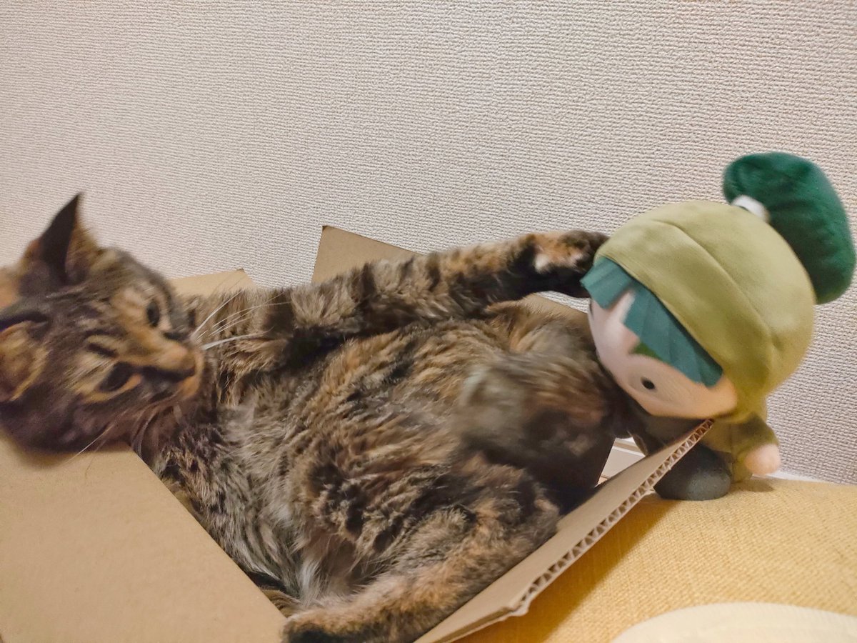 3mo1mo's tweet image. おすわりぬいたちのダンボール、猫様に占領された🐱

取り返そうとするも猫パンチくらうさもん
