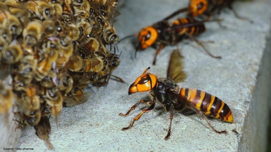 ⚠️ Los avispones amenazan la seguridad alimentaria global 🌍

Identificamos las regiones del mundo donde los cultivos dependientes de polinizadores están más expuestos a la expansión de avispones depredadores🐝🛑

👉 Artículo completo en doi.org/10.1016/j.jenv…
<a href="/Mar_Leza_Salord/">Mar Leza</a>