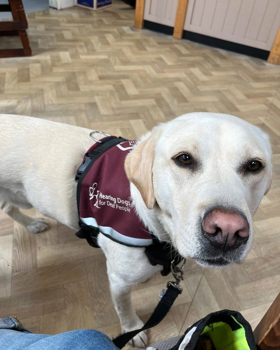 HearingDogs's tweet image. Hearing dog Buddy is always the perfect customer 🐕🦺
Buddy always shows lovely focus on his deaf partner, Aaron, when they're out in public and did a super job during their recent visit to the garden centre café.
We're so proud of you, Buddy 🐾🐶