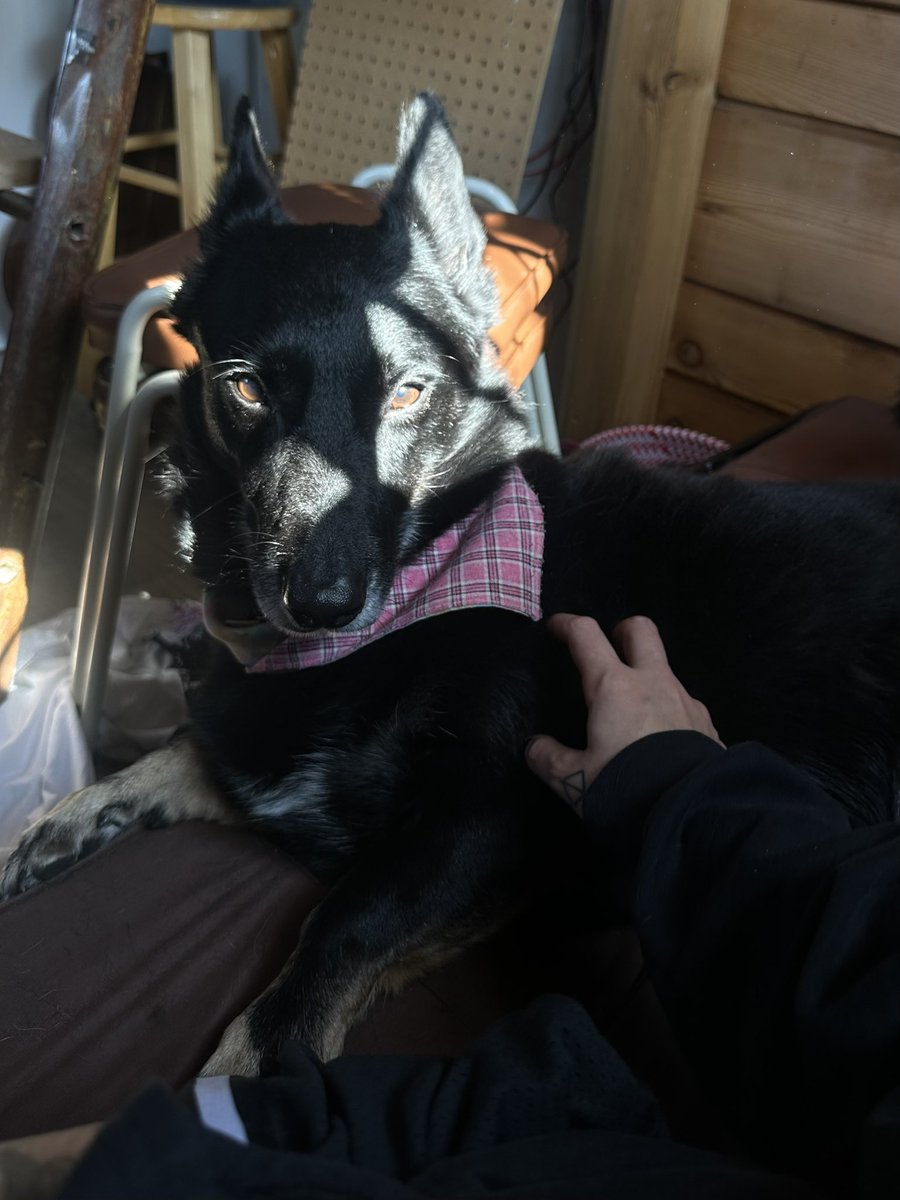 beepbat's tweet image. She’s serving face at the cabin this morning