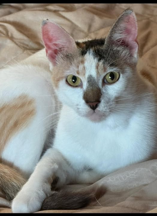 zampa_qua's tweet image. ATTENZIONE ๐๐๐Silvana โ๏ธ3394765657๐
facebook.com/permalink.php?โฆ ANASTASIA 2/3 anni salvata da un incendio,la tata la chiama, lei si gira dolcemente e la guarda con i suoi occhi tristi, ADOTTATELA e lo merita .Martina Franca
#4voiceless