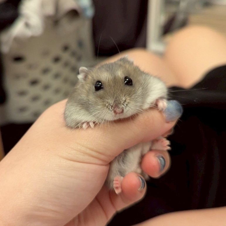kemari_no_ouchi's tweet image. 🐹ちゅかまりました 
　たすけてくだしゃい
