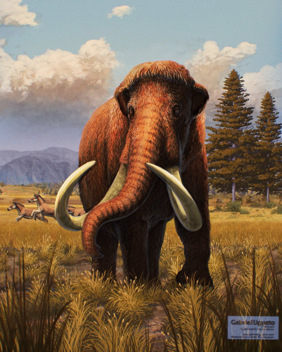 Let me share with you this illustration I did for the package art of one of the amazing upcoming Woolly Mammoth (Mammuthus primigenius) figures both for Beasts of the Cenozoic and Eons Proboscidean line