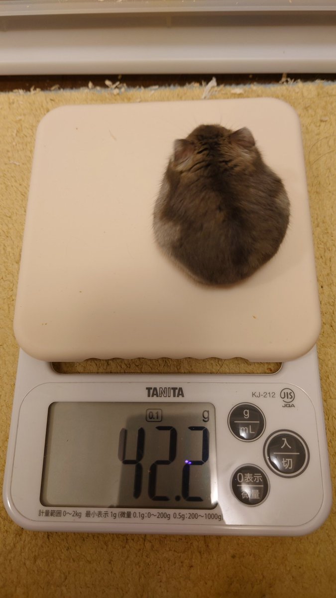 kemari_no_ouchi's tweet image. いなり42.2g！！
着々と体重増えてるね、えらいぞー！