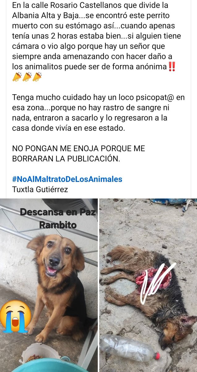 LicAnimalista's tweet photo. Atención autoridades de @TuxtlaCapital  urge justicia para este inocente. CCP. @FGEChiapas https://t.co/W2d9Hc2yE7