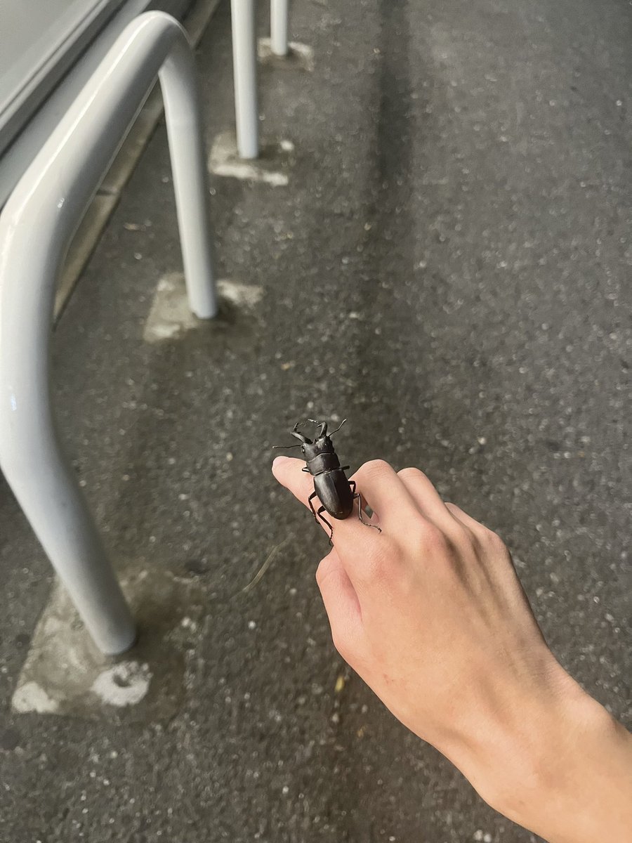 j37k4's tweet image. 何歳になってもクワガタのオスがいると嬉しいな