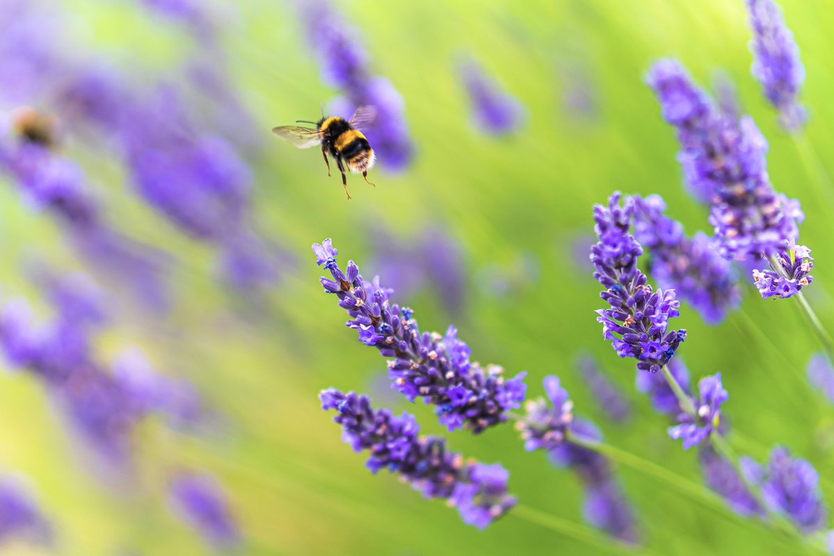 plastic_craic's tweet image. Photographed a few bees today 🐝