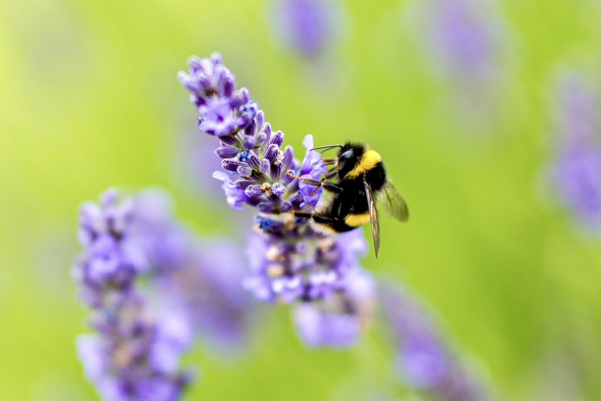 plastic_craic's tweet image. Photographed a few bees today 🐝
