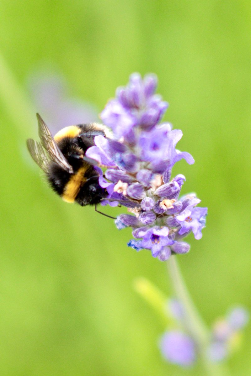 plastic_craic's tweet image. Photographed a few bees today 🐝