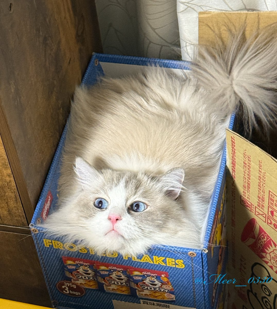 めちゃくちゃすっぽり！
でも首の角度大丈夫？？

#ねこかわいいね #ラグドール