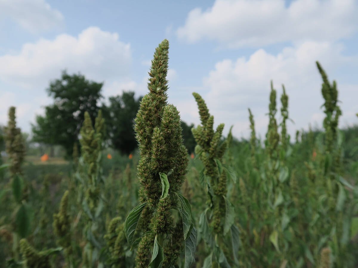 Pigweed-specific herbicide makes jump to North American corn. vist.ly/3z6k3